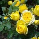 Trandafir teahibrid Kerio C4H
